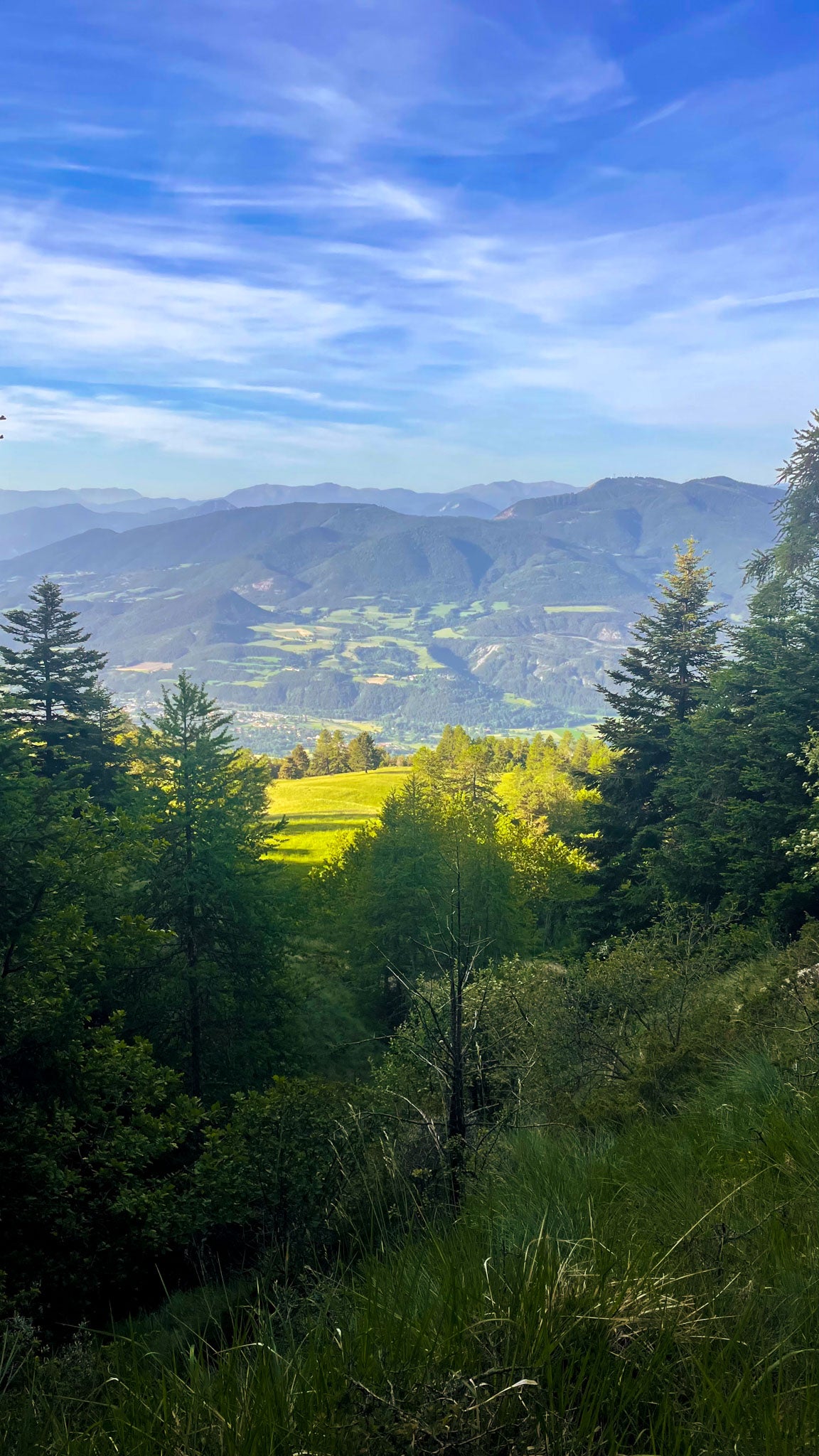paysage des Hautes-Alpes, sapins, montagnes et ciel bleu