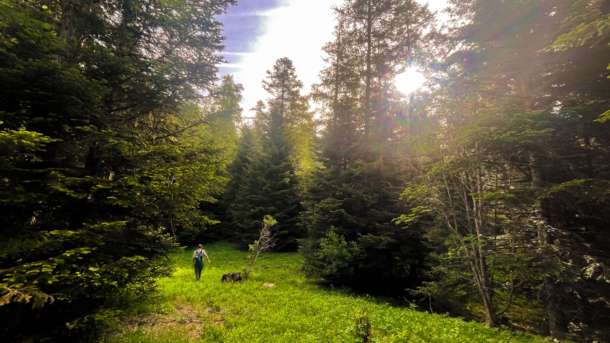 randonneur dans les Hautes-Alpes, paysage ciel bleu et sapins