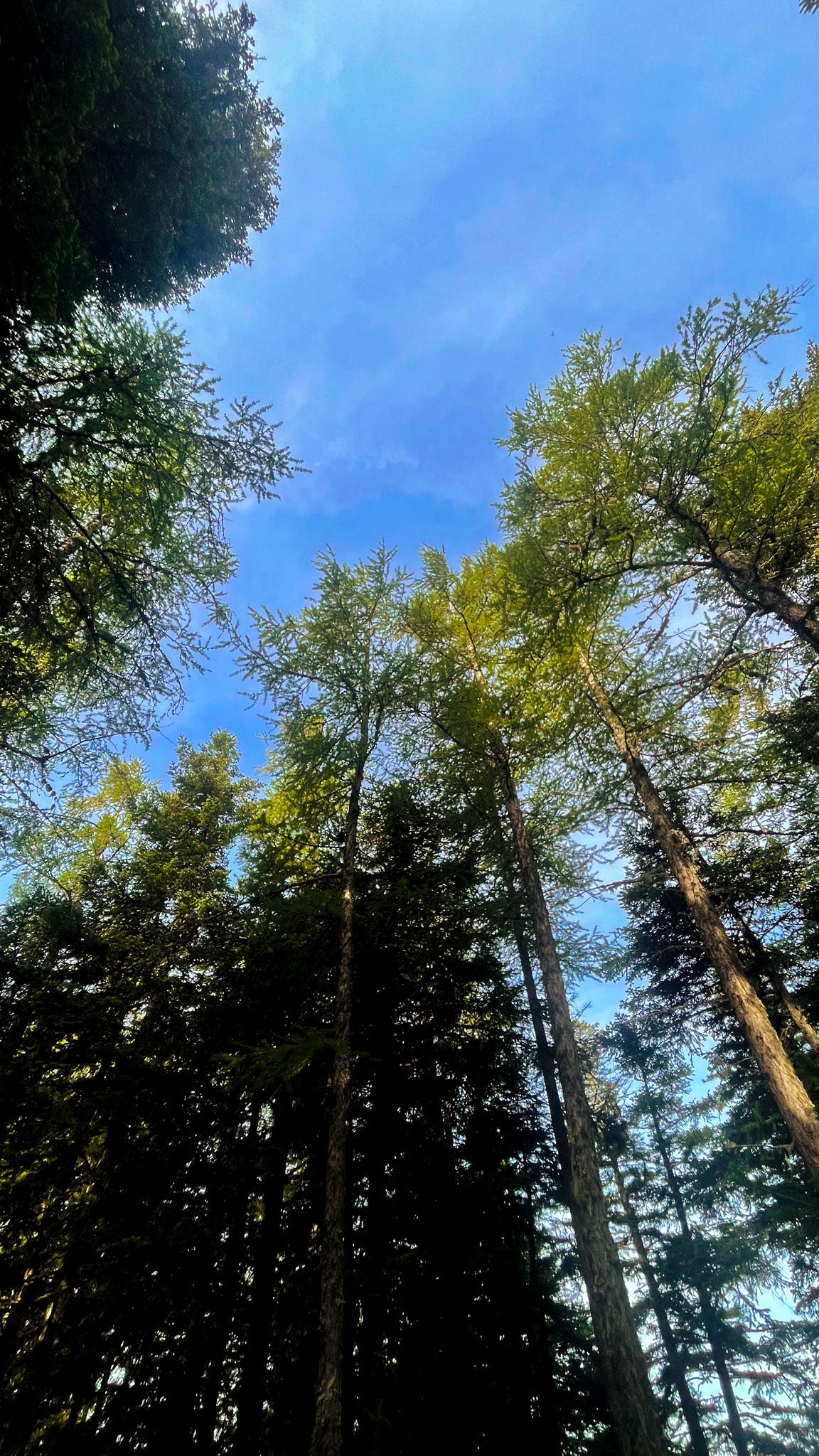 paysage des Hautes-Alpes, ciel bleu et sapins